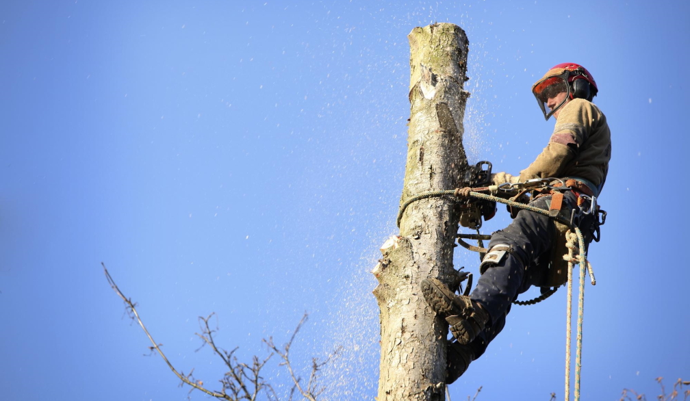 Arborist Brisbane Northside