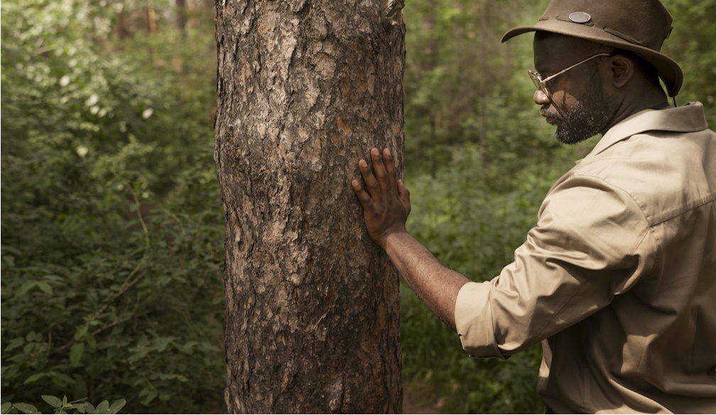 How to Start an Arborist Business