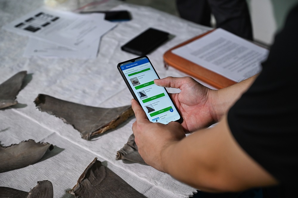 Shark fin species detection by Fin Finder. The rapid identification of shark and ray species will help officers to quickly flag suspicious fin shipments for further DNA testing, and combat illegally traded shark and ray fins. Photo by: Microsoft, Conservation International and the Singapore National Parks Board