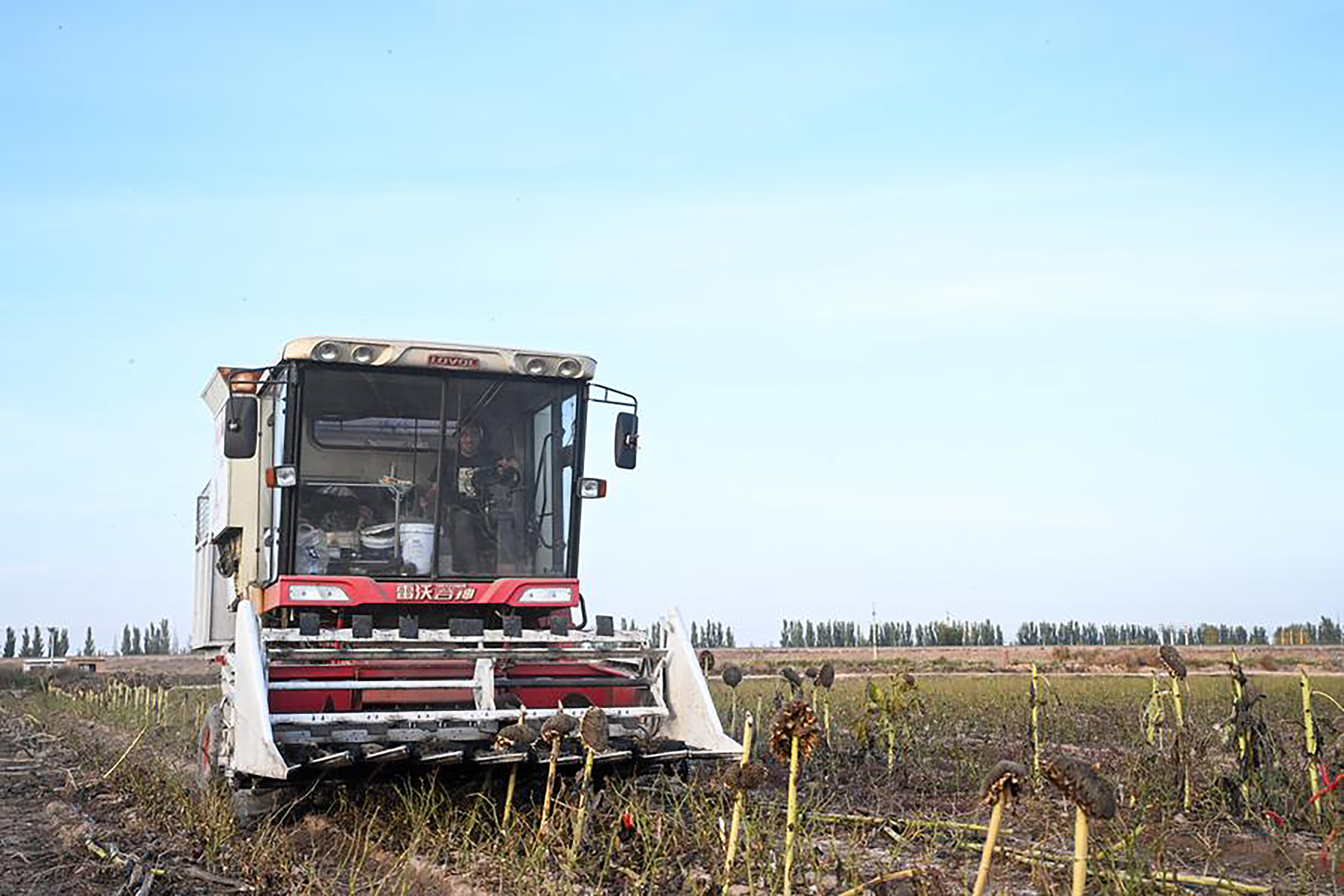 A farmer drives a harvester to harvest sunflower seeds in a field in Linhe District of Bayannur, north China