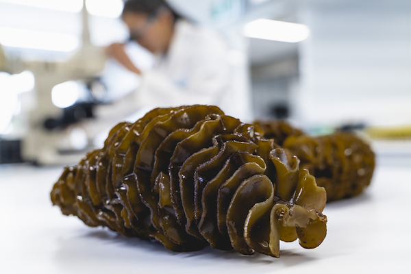 Undaria pinnatifida seaweed - the source of Marinova's high purity fucoidan compounds.
