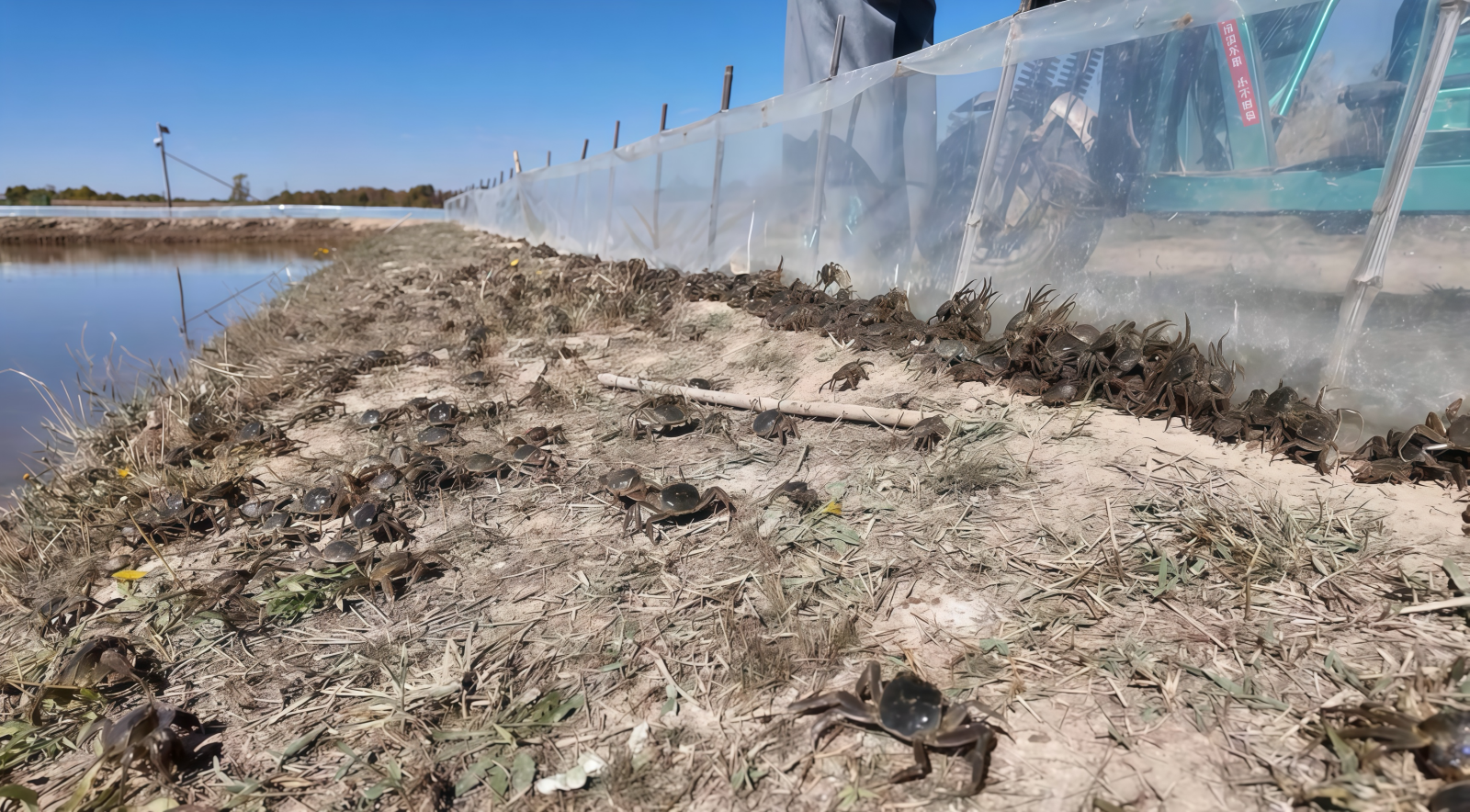 Lively seed crabs settle into the overwintering ponds, where they will spend the cold months as prime stock for next year's rice-field crab farming.